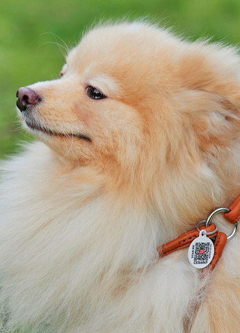 Шлея з повідцем для собак шкіряна Soft з QR паспортом, кругла, Д 6 мм, А 26-46 см, В 30-50 см коричневий WAUDOG (276387545)