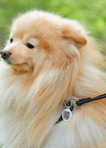 Шлея з повідцем для собак шкіряна Soft з QR паспортом, кругла, Д 6 мм, А 26-46 см, В 30-50 см чорний WAUDOG (276386952)