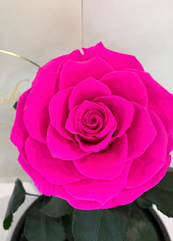 Ярко-розовая Фуксия роза в колбе - Lux 33 см на белой подставке LEROSH (278020015)