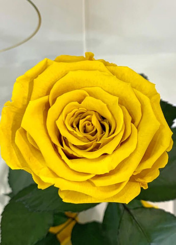Желтая роза в колбе - Classic 27 см LEROSH (278020054)