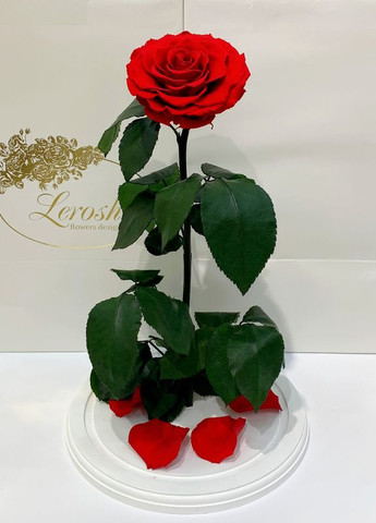 Червона троянда в колбі - Elite 43 см на білій підставці LEROSH (278020036)