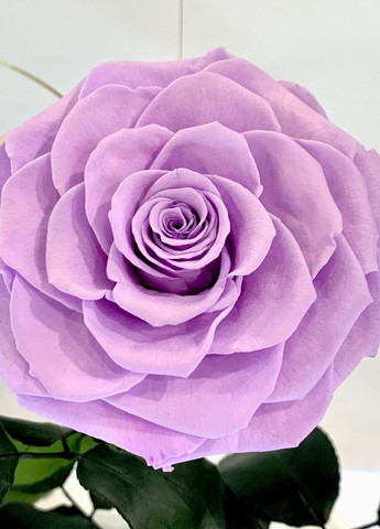 Лиловая роза в колбе - Lux 33 см на белой подставке LEROSH (278020064)