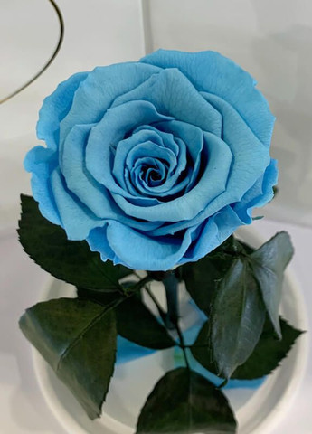 Голубая роза в колбе - Classic 27 см LEROSH (278020019)