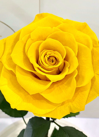 Желтая роза в колбе - Lux 33 см LEROSH (278019985)