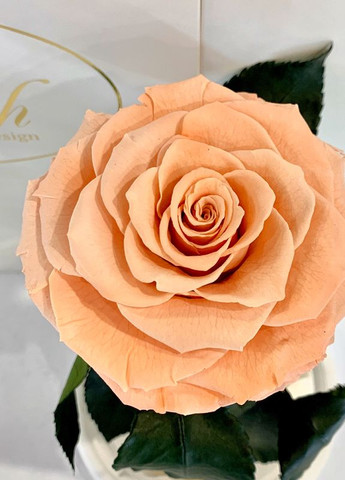 Персиковая роза в колбе - Premium 27 см LEROSH (278019948)