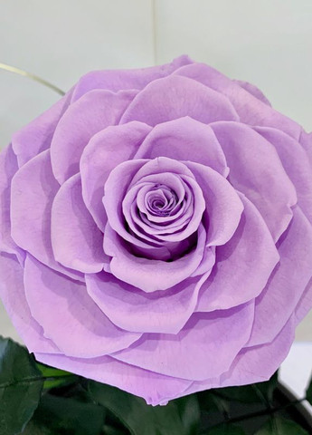 Лиловая роза в колбе - Lux 33 см LEROSH (278019986)