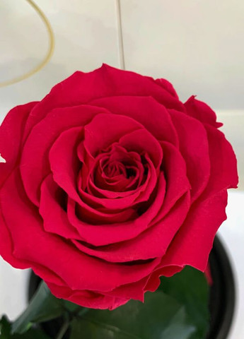 Малинова троянда в колбі - Classic 27 см LEROSH (278020035)