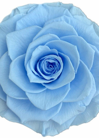 Голубая роза в колбе - Lux 33 см LEROSH (278020053)
