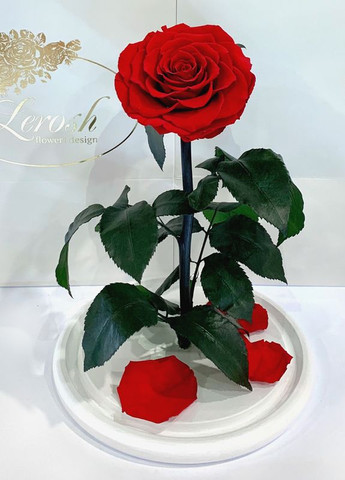 Червона троянда в колбі - Lux 33 см на білій підставці LEROSH (278019979)