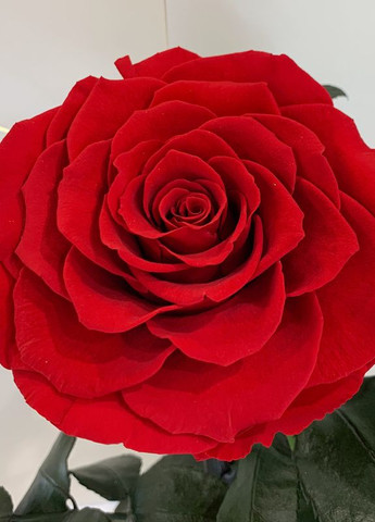 Червона троянда в колбі - Lux 33 см на білій підставці LEROSH (278019979)