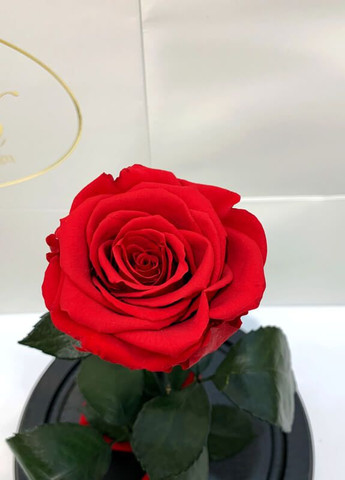 Червона троянда в колбі - NEW Classic 27 см LEROSH (278020025)