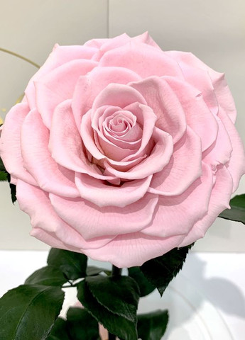 Рожева троянда в колбі - Lux 33 см на білій підставці LEROSH (278019954)