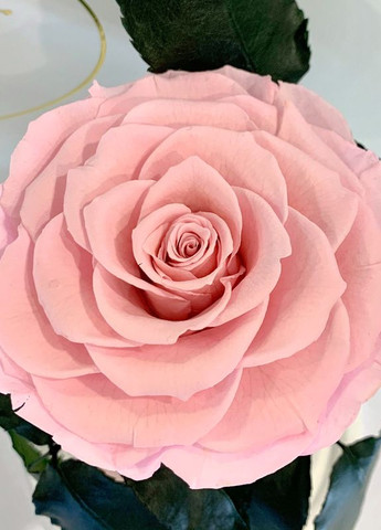 Рожева троянда в колбі - Premium 27 см LEROSH (278020032)