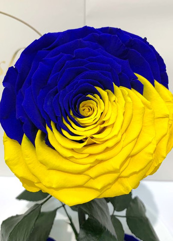 Троянда в колбі "Прапор України" - Lux 33 см на білій підставці LEROSH (278019978)