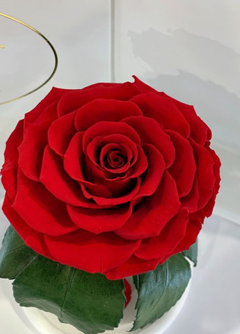 Червона троянда в колбі - Premium 27 см на білій підставці LEROSH (278020055)