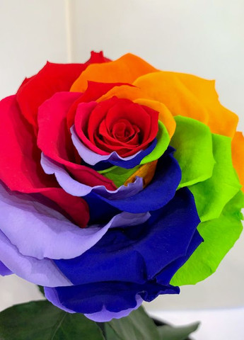 Яскрава Різнокольорова троянда в колбі - Lux 33 см LEROSH (278019953)