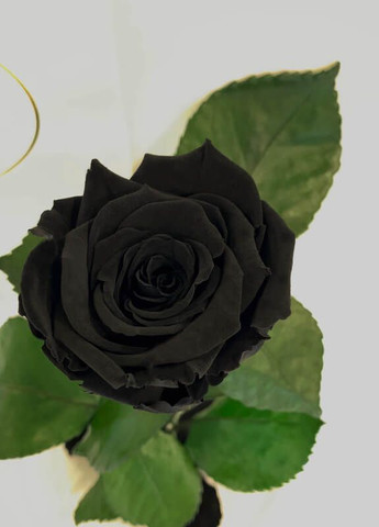 Чорна троянда в колбі - Classic 27 см LEROSH (278019992)