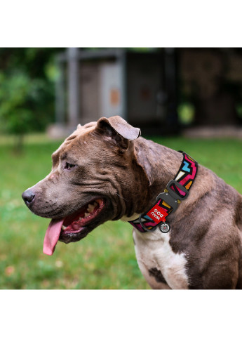Нашийник для собак нейлоновий з QR паспортом, малюнок "Графіті" XXL WAUDOG (257047190)
