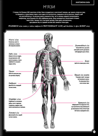 Прихований світ людського тіла - Кейт Дейвіс Книголав (257876425)