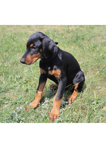 Шкіряний нашийник для собак M(30-44 см) Lockdog (259092059)