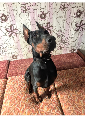 Кожаный ошейник S(16-29 см) Lockdog (259093075)