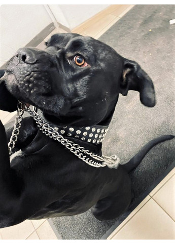 Кожаный ошейник L(45-55 см) Lockdog (259093772)