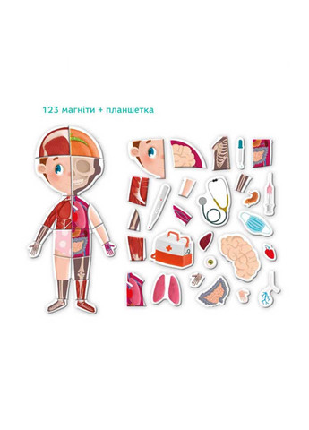 Розвиваюча магнітна гра "Людське тіло" DoDo Toys (260268714)