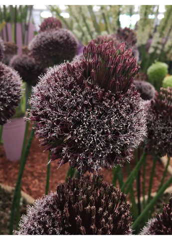 Аллиум Forelock (1 шт.) в упаковке) No Brand (364535978)