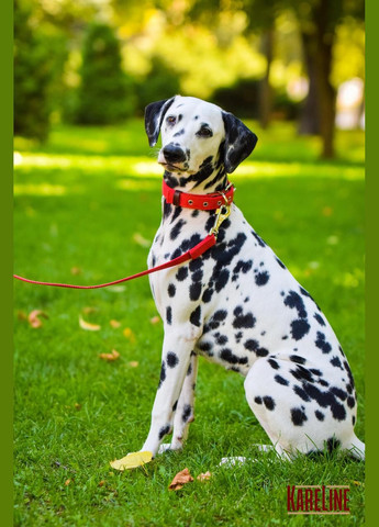 Поводок из брезента 25 мм 600 мм Kareline (339075391)