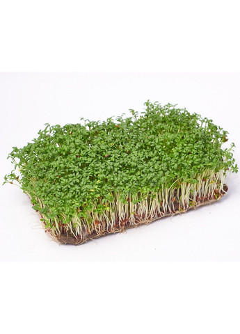 Насіння мікрозелені Green Chief Крес-салат Зелений Шеф (302089714)