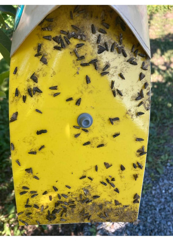 Пастка-Пелюстка (жовта) No Brand (372512150)