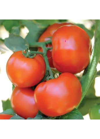 Семена томата Сагатан F1 Syngenta (331900703)