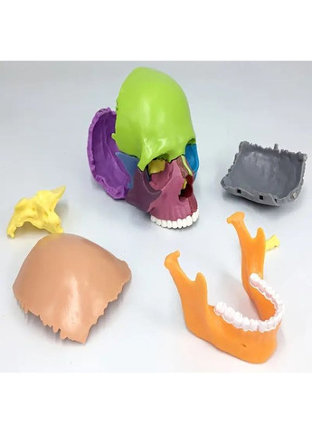 Модель людського черепа розбірна, 15 частин, топографічна 1:2 рухома No Brand (365721567)