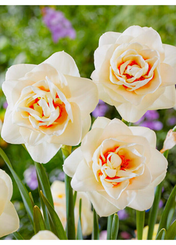 Нарцисс Gay Tabor (1 шт. в упаковке) No Brand (365250737)