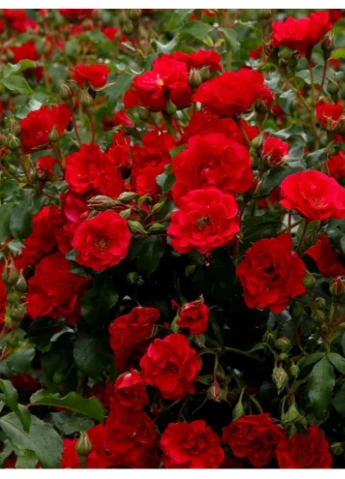 Роза флорибунда Ротилия АА+ Ayris (387556670)