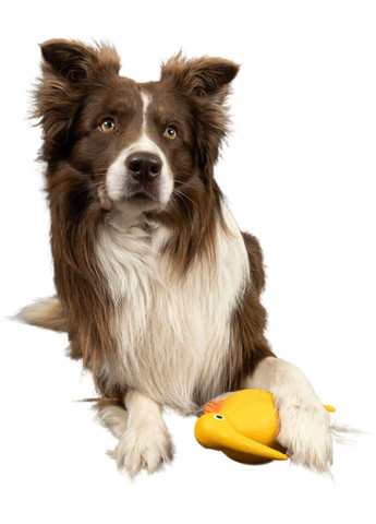 Игрушка для собак Птица киви 13.5 см Оранжевая (8596075000011) Kiwi Walker (315492510)