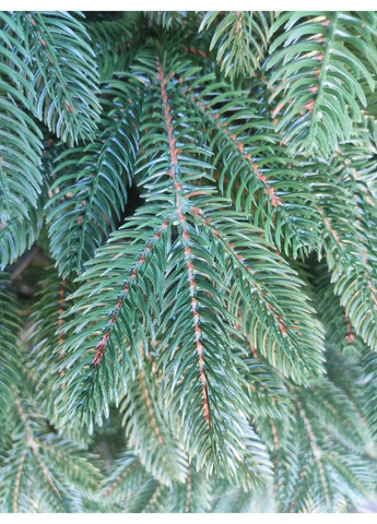 Литая Швейцарская елка искусственная 2,10м. зеленая Елка искусственная литая с металлической разборной подставкой Xatynka (363057962)