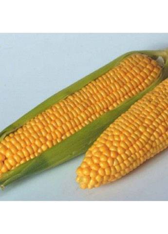 Семена кукурузы Тусон F1 Syngenta (331900693)