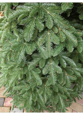 Ёлка искусственная литая SGX Канадская 2.30 м. зелёная Yalynkar (366964319)