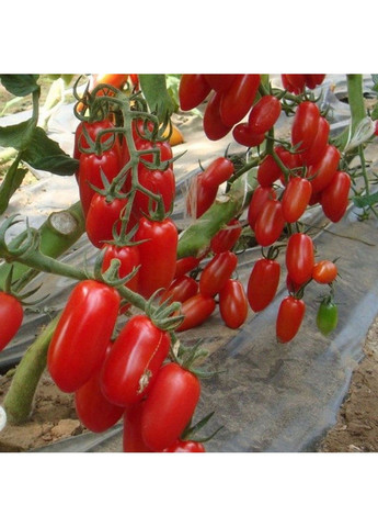 Семена томата Инкас F1 Nunhems (329432077)