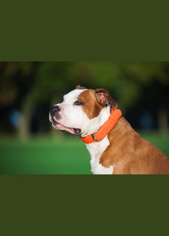 Нашийник для собак шкіряний Glamour без прикрас Ш 25 мм Д 38-49 см Жовтогарячий WAUDOG (279569783)