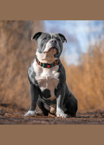 Ошейник для собак размер ширина 25 мм 43-66 см Boha green (2100102224019) Hi Dog (279567061)