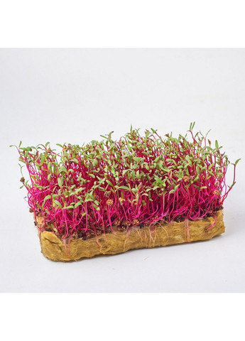 Насіння мікрозелені Green Chief Буряк Красний Луч Зелений Шеф (298051336)