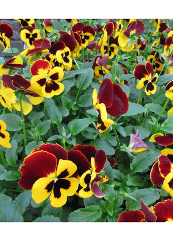 Виола F1 Красные крылья 0,1г. GL Seeds (364655178)