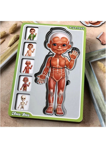 Деревянный 5 слойный сортер-пазл (деревянный вкладыш) "Анатомия человека – мальчик" ПСФ026 Ubumblebees (289458382)