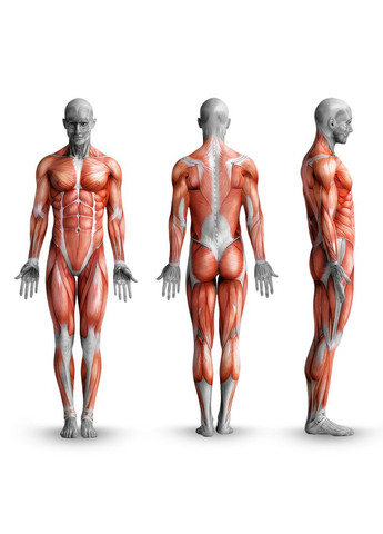 Стойки под штангу регулируемые RG-200 для штанги WCG (326596621)