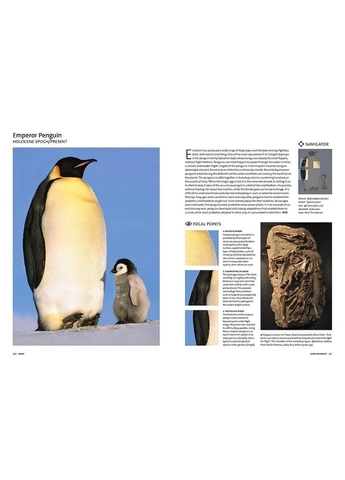 Evolution: The Whole Story Thames & Hudson (392247531)