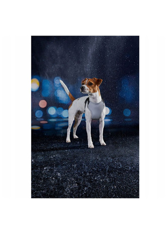 Шлея для собак светоотражающая XS серый Zoofari (315765689)