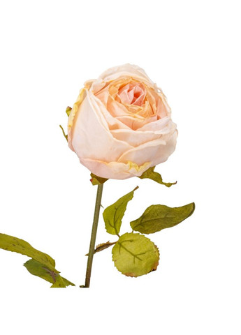 Троянда "Лора", рожева, 66 см ELISEY (322248764)