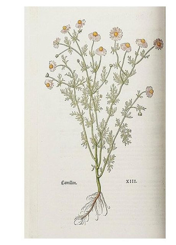 Книга Leonhart Fuchs. The New Herbal (9783836587662) Taschen (364654043)